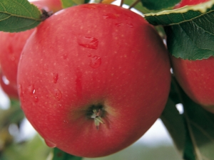 apfel-artikel.jpg