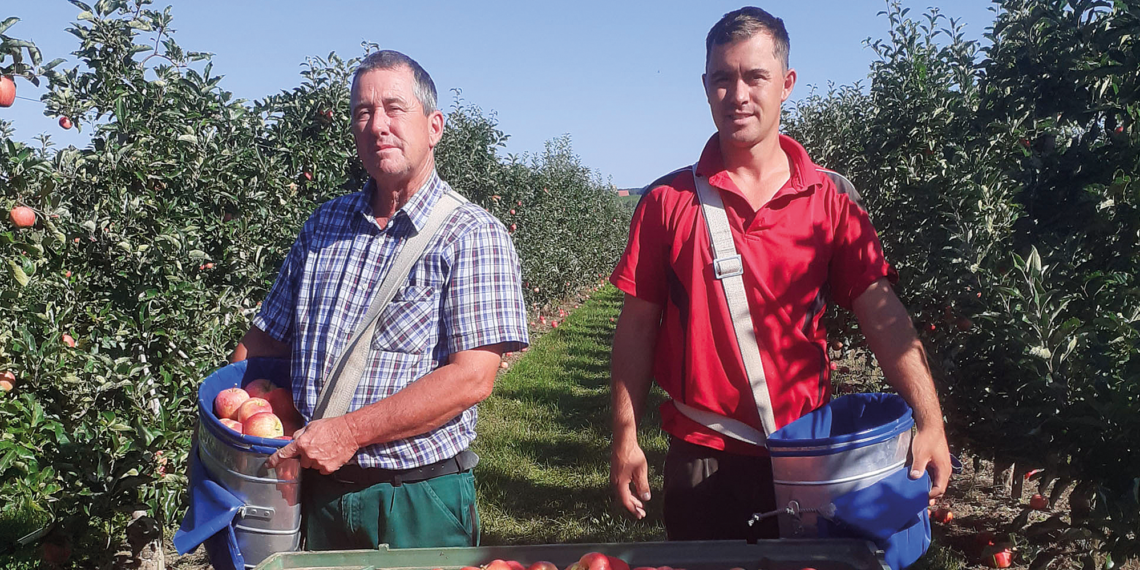 Äpfel und Birnen aus neuer Ernte