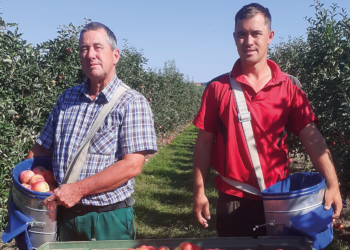 Äpfel und Birnen aus neuer Ernte